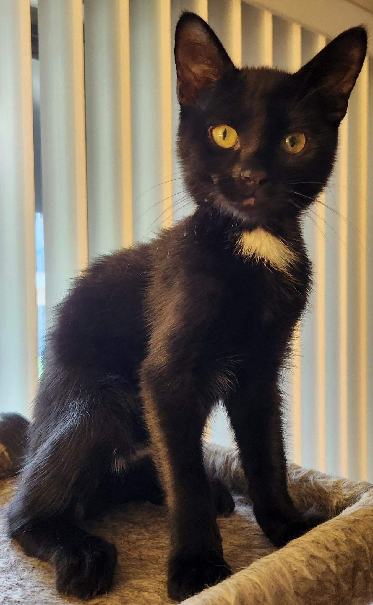 Biscuits, a ADOPTABLE Domestic Short Hair in Linden, NJ image 5/5