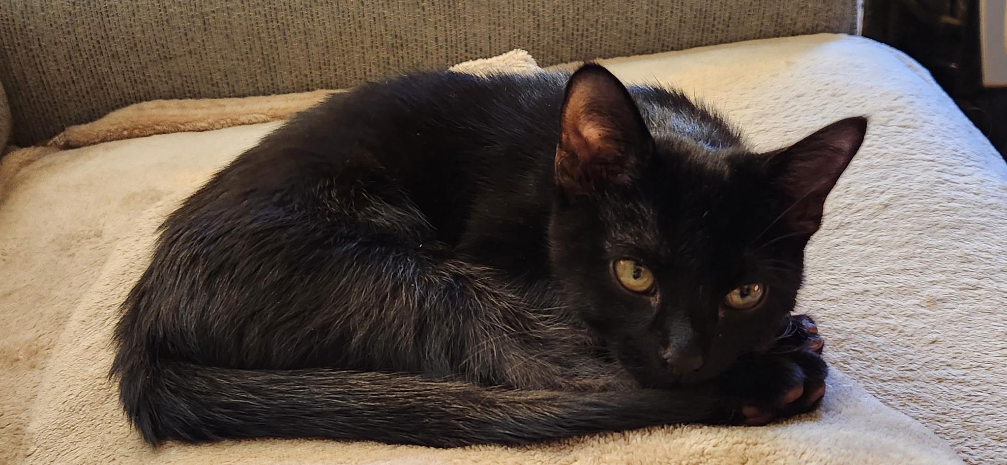 Biscuits, a ADOPTABLE Domestic Short Hair in Linden, NJ image 4/5