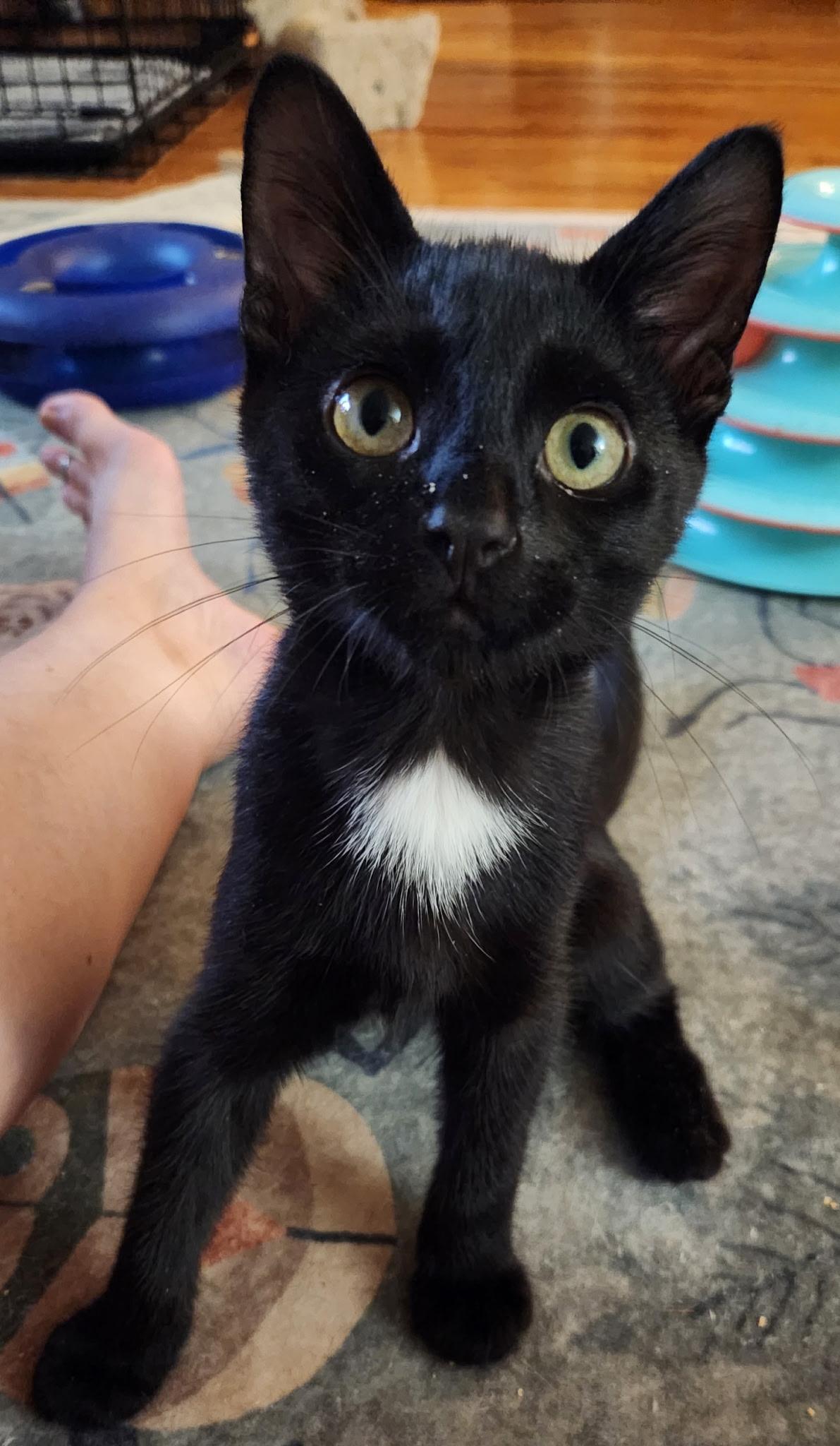 Biscuits, a ADOPTABLE Domestic Short Hair in Linden, NJ image 2/5