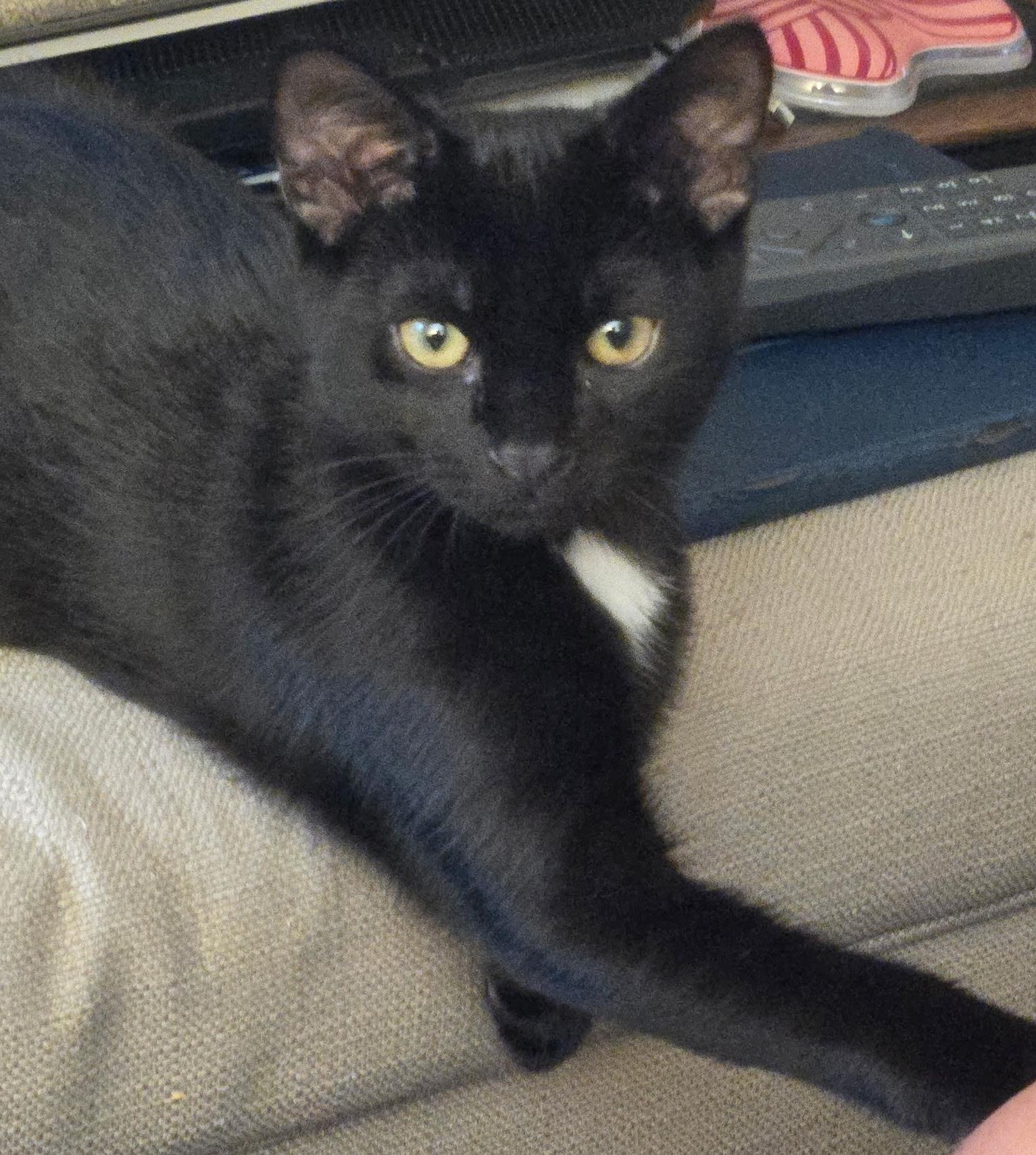 Biscuits, ADOPTABLE, Kitten Male Domestic Short Hair.