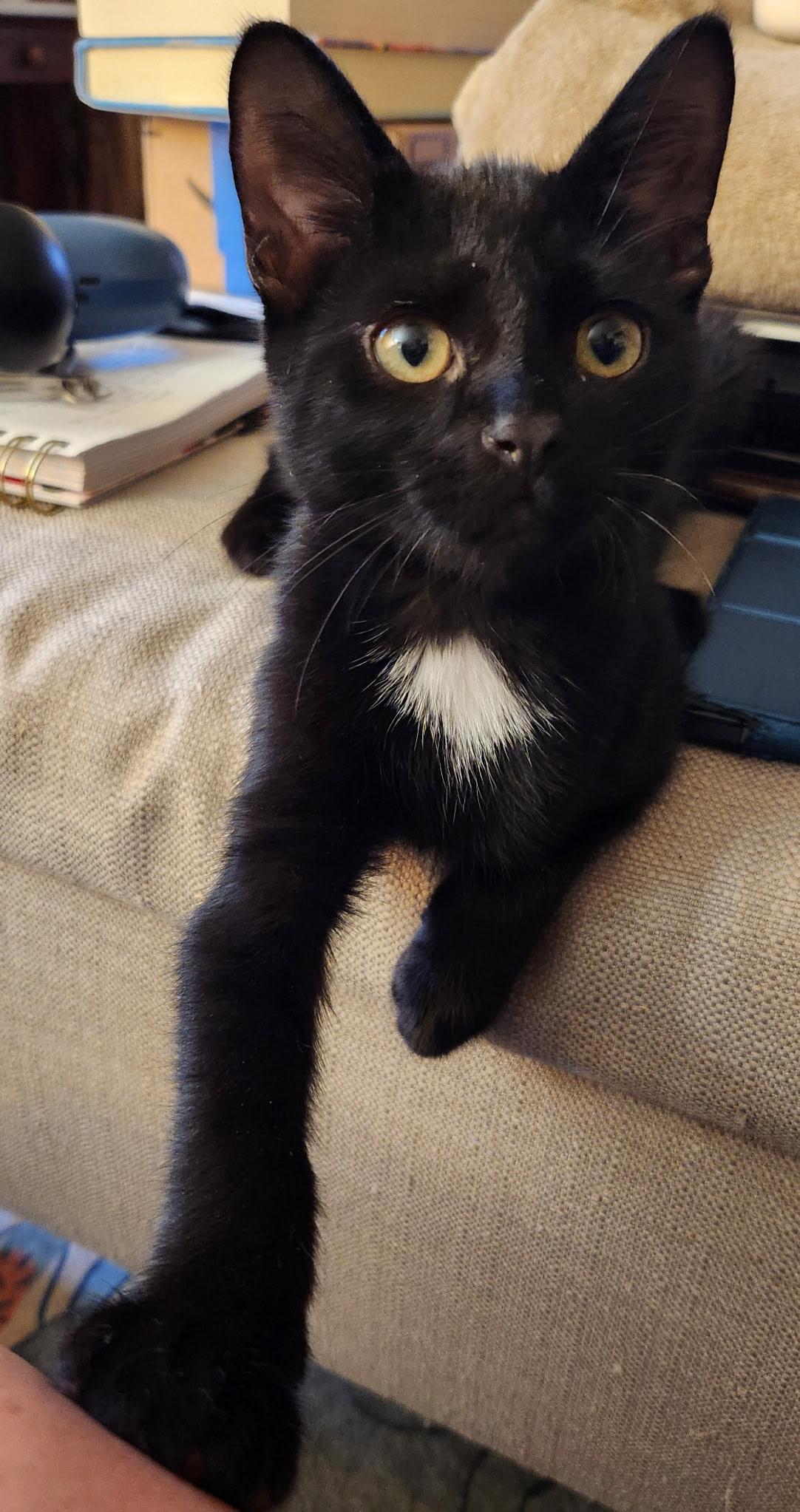 Biscuits, a ADOPTABLE Domestic Short Hair in Linden, NJ image 3/5
