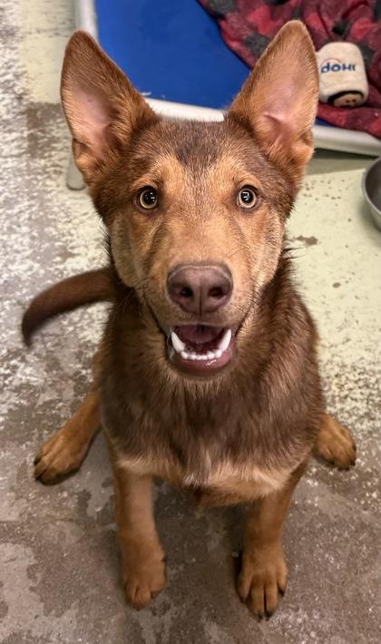 Nash, Adoptable, Adult Male Mixed Breed & Mixed Breed.