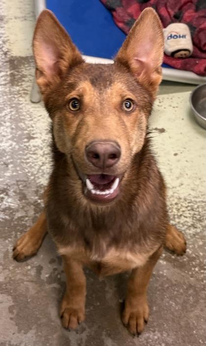 Enlarge Nash, a Adoptable mixed breed in Madera, CA image 2/3