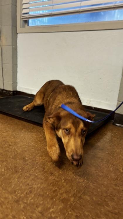 Nash, Adoptable, Adult Male Mixed Breed & Mixed Breed.