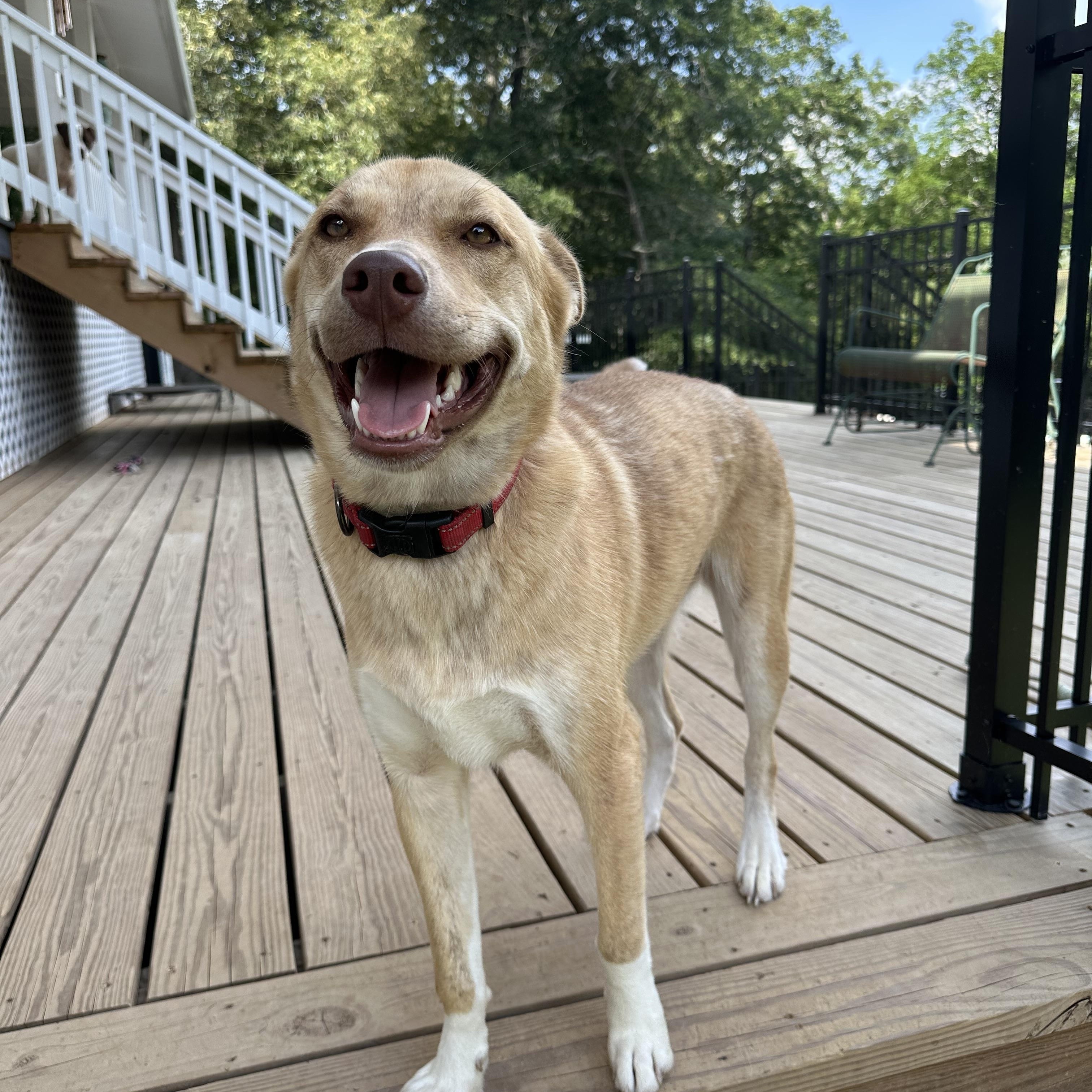 Enlarge Jasmine, a Adoptable mixed breed in Foley, AL image 6/6