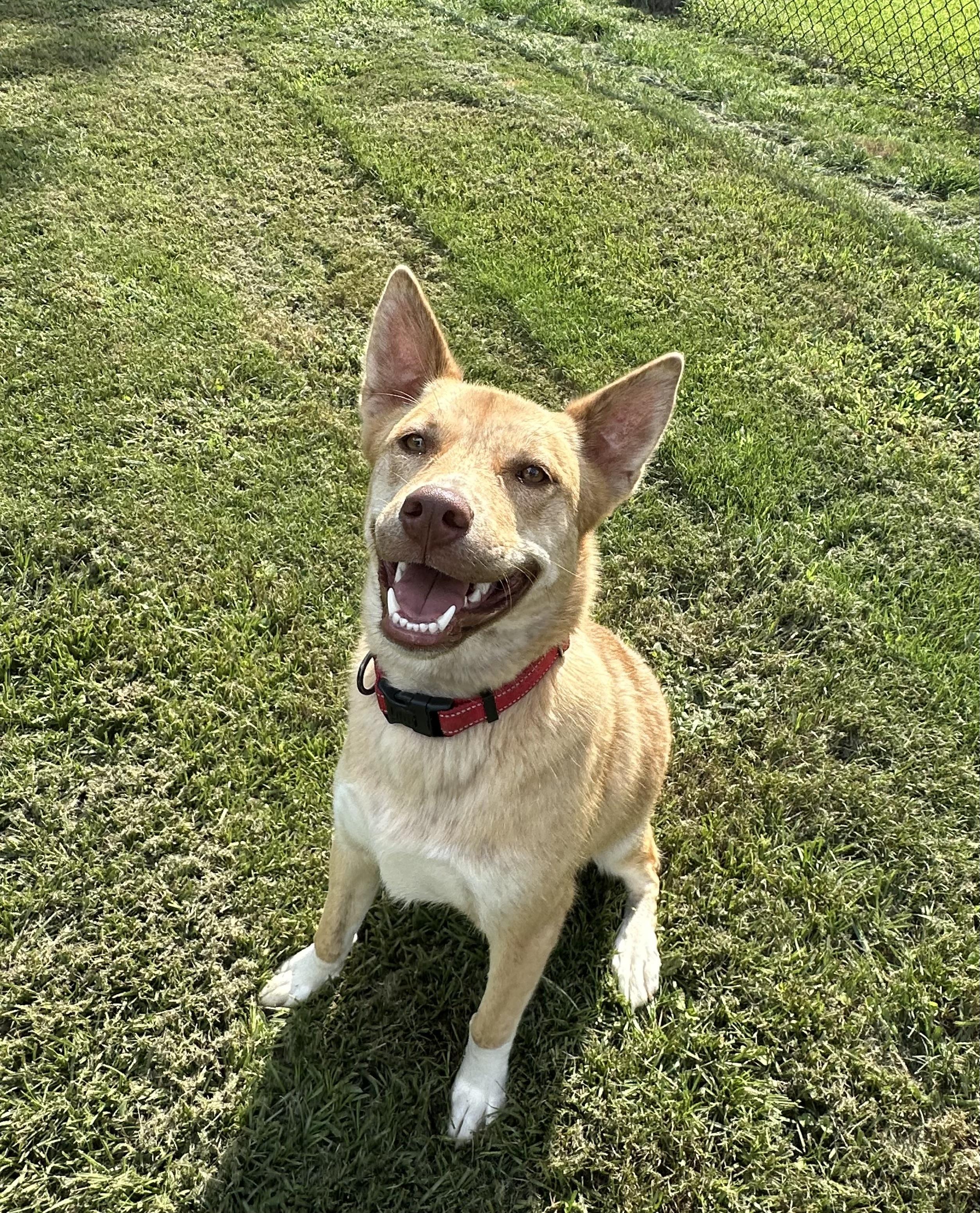 Enlarge Jasmine, a Adoptable mixed breed in Foley, AL image 2/6