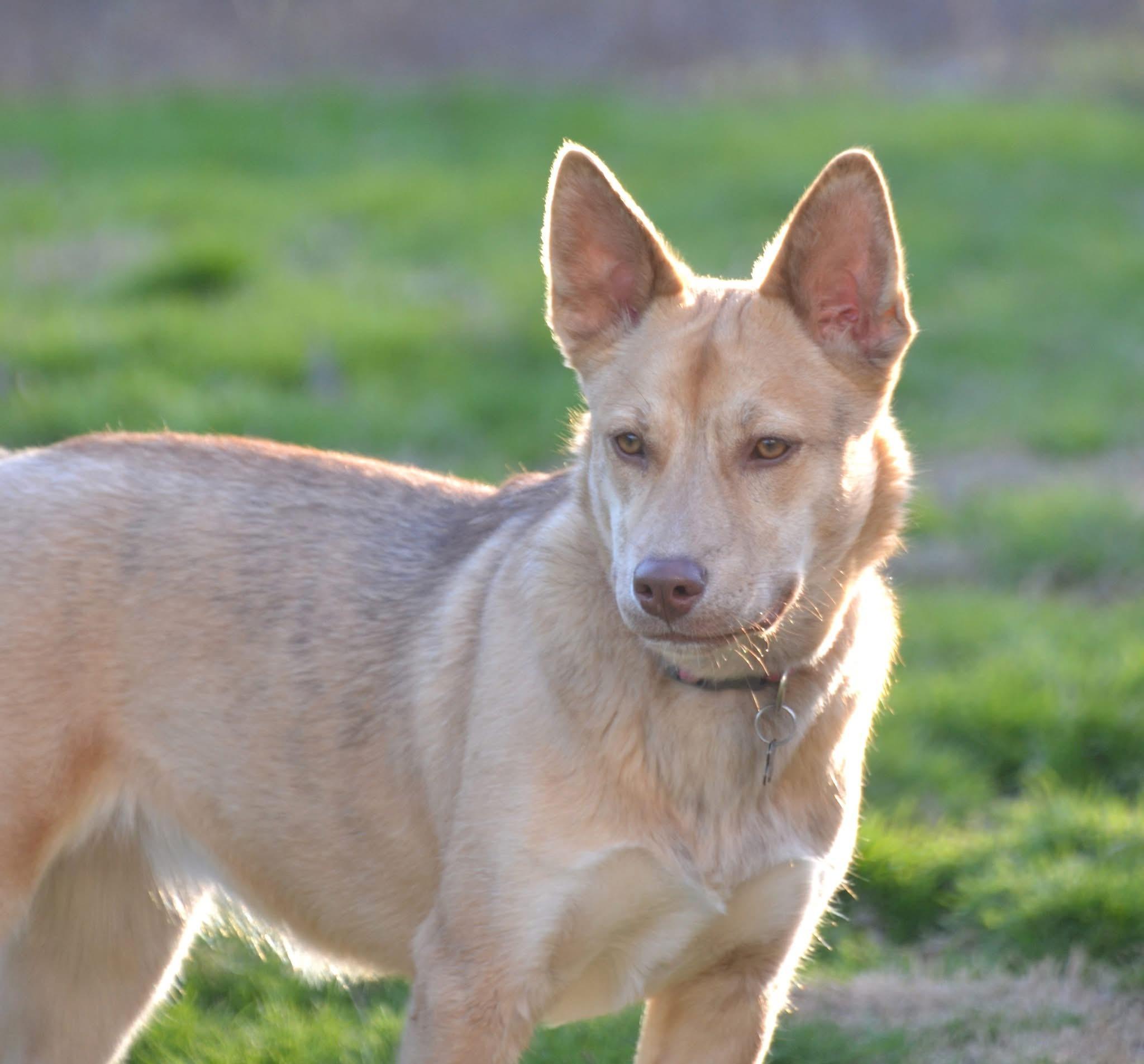 Enlarge Jasmine, a Adoptable mixed breed in Foley, AL image 1/6