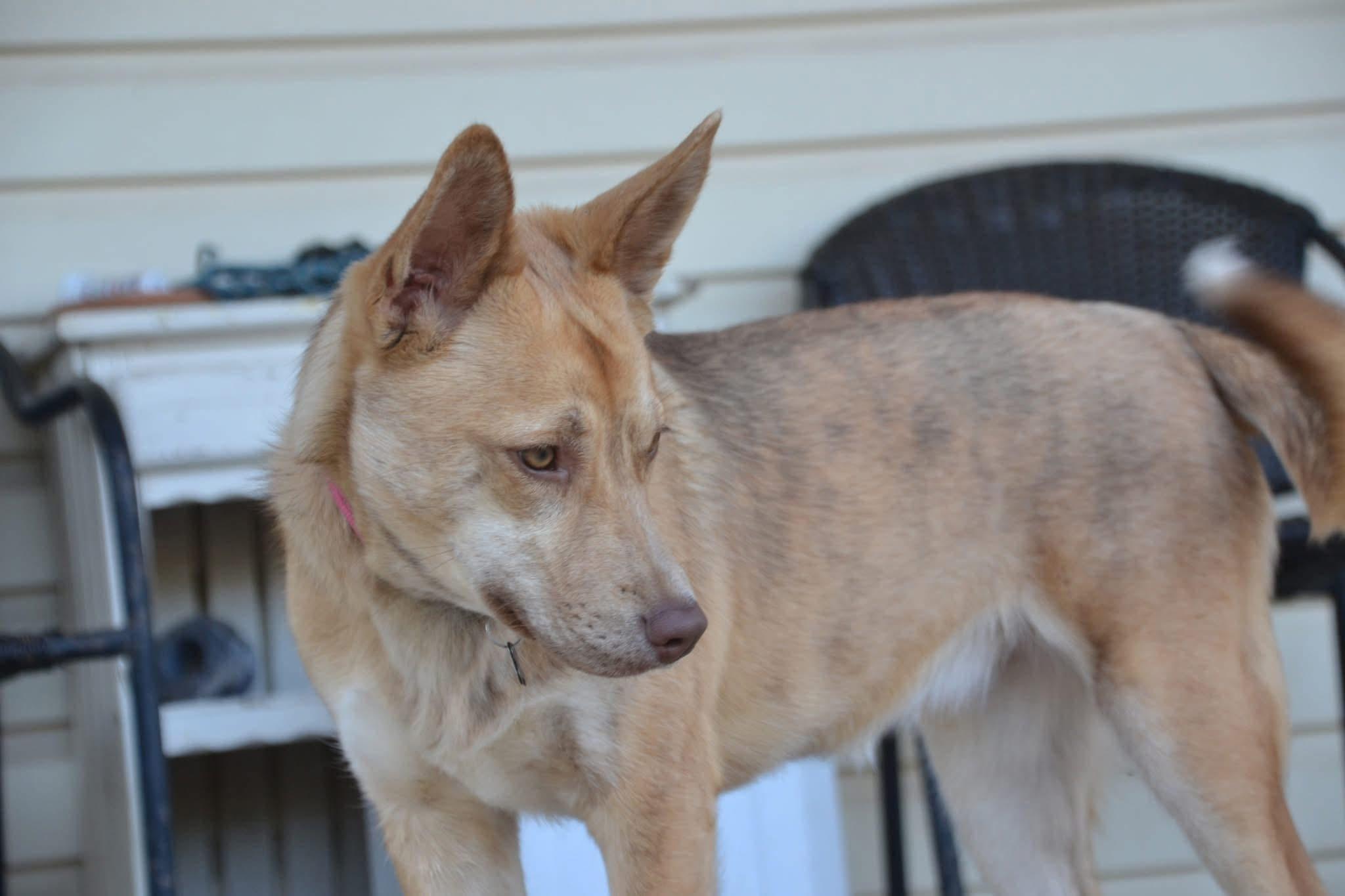 Enlarge Jasmine, a Adoptable mixed breed in Foley, AL image 5/6