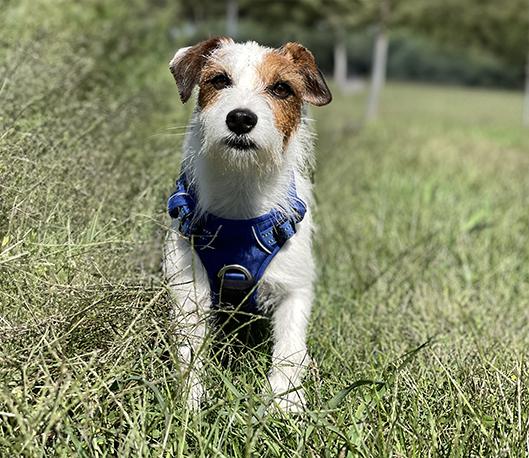 Enlarge Jazzie, an adopted Jack Russell Terrier in Charles Town, WV image 1/3