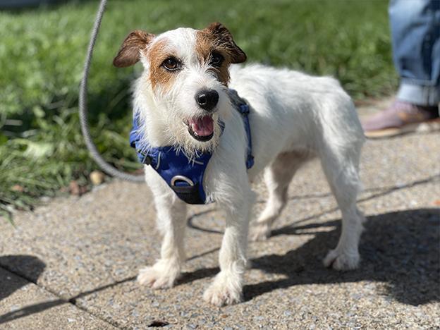 Enlarge Jazzie, an adopted Jack Russell Terrier in Charles Town, WV image 2/3