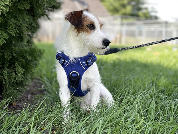 Enlarge Jazzie, an adopted Jack Russell Terrier in Charles Town, WV image 3/3