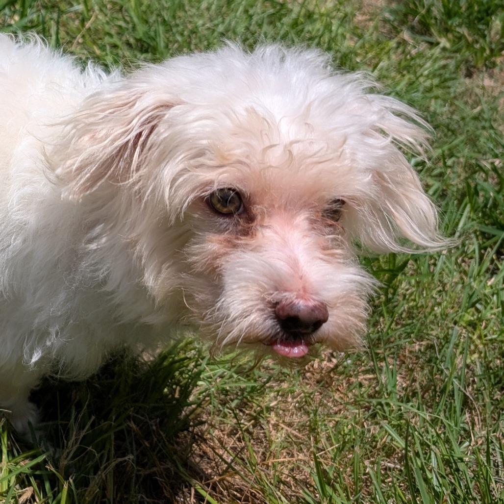 Ollie, Adoptable, Senior Male Maltese & Poodle.