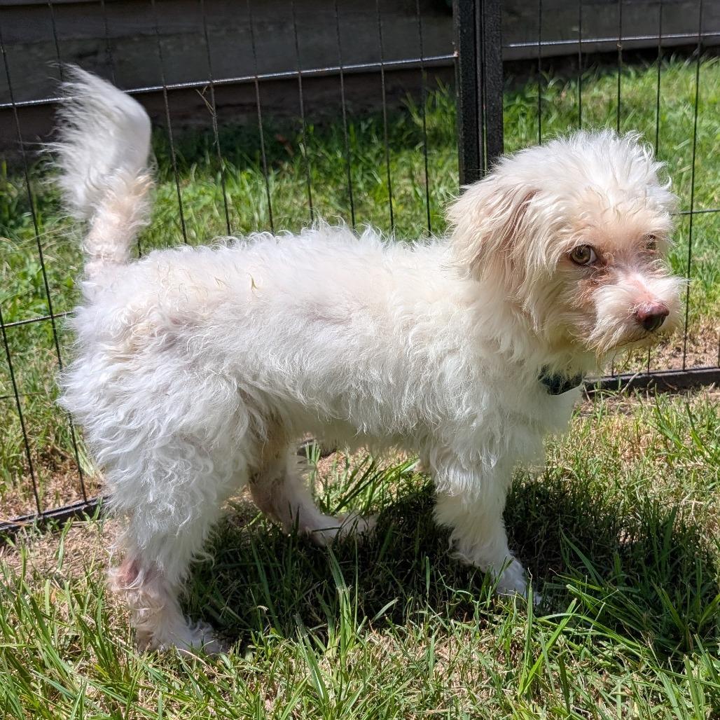 Ollie, Adoptable, Senior Male Maltese & Poodle.