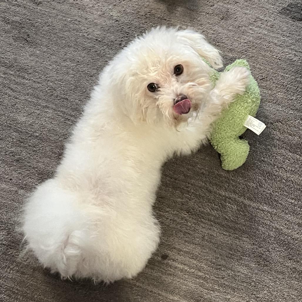 Ollie, a Adoptable mixed breed in Houston, TX image 4/6