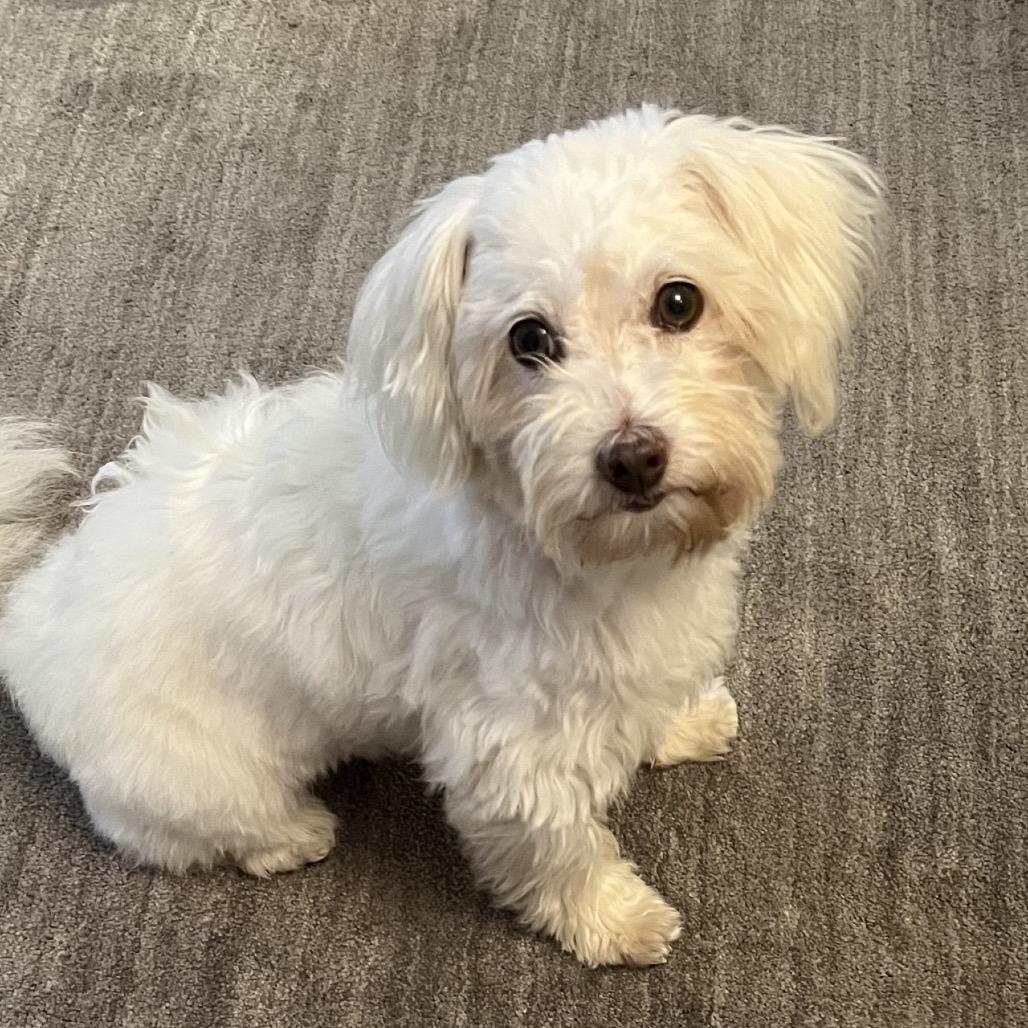 Ollie, a Adoptable mixed breed in Houston, TX image 5/6