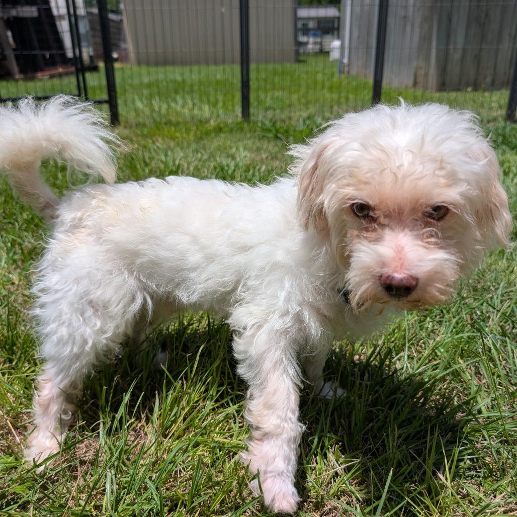 Enlarge Ollie, a Adoptable mixed breed in Houston, TX image 4/6