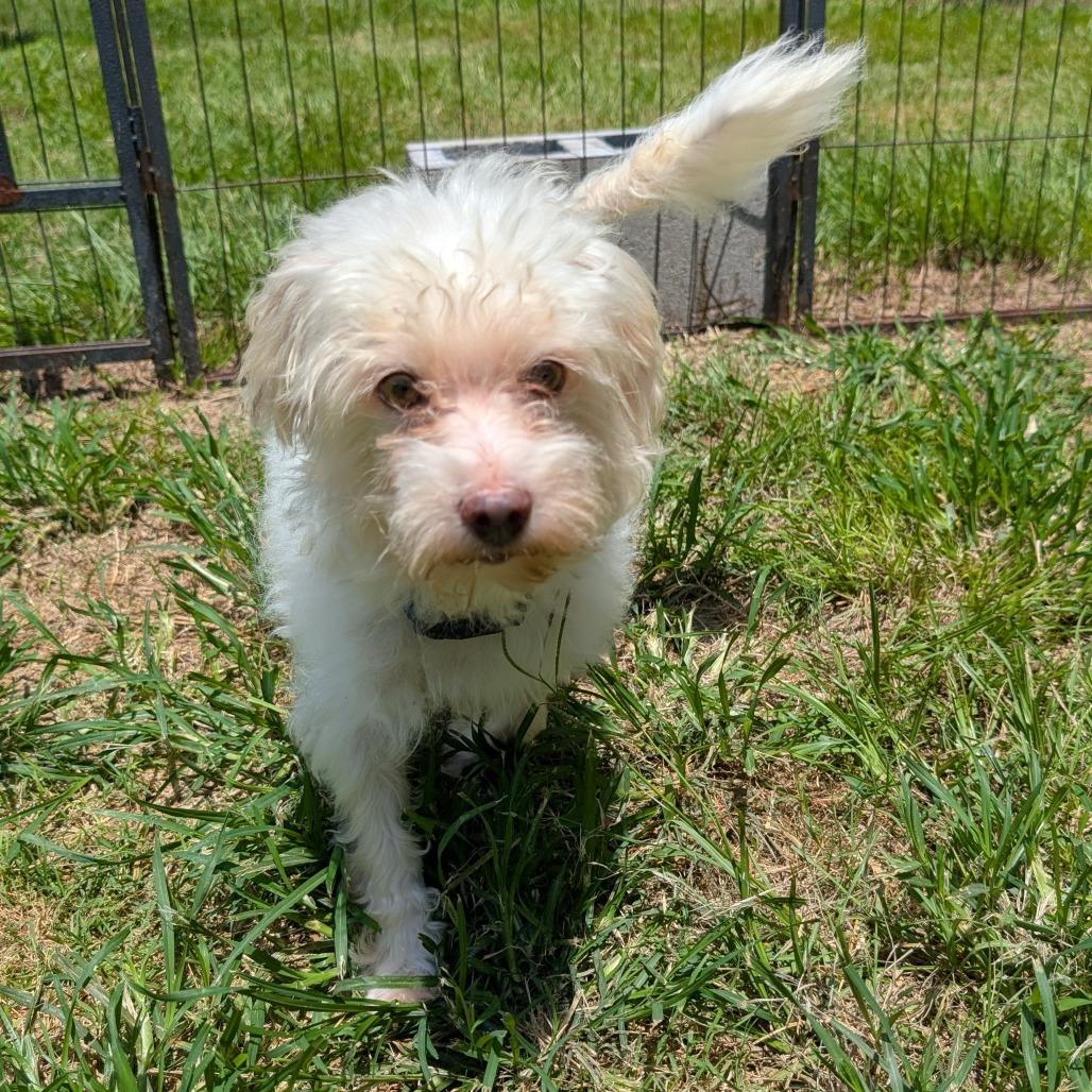 Enlarge Ollie, a Adoptable mixed breed in Houston, TX image 5/6