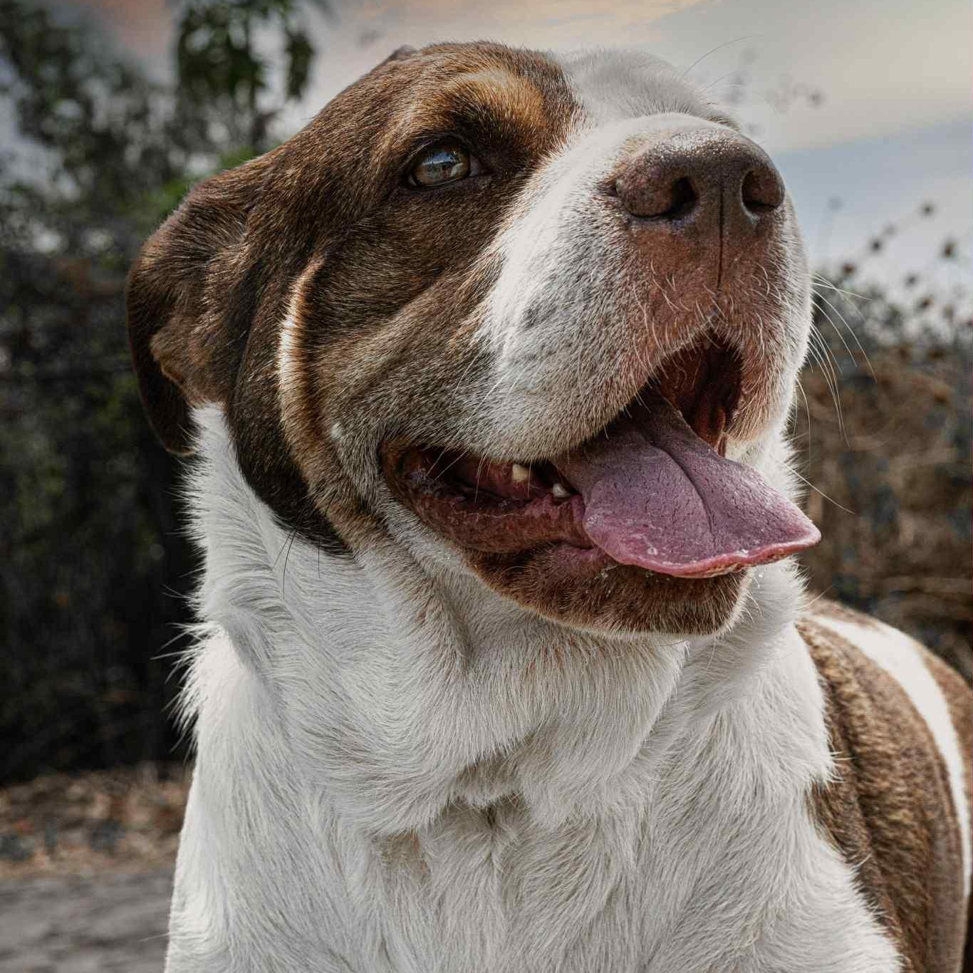 Maple, an adoptable Shepherd in Bend, OR, 97701 | Photo Image 4