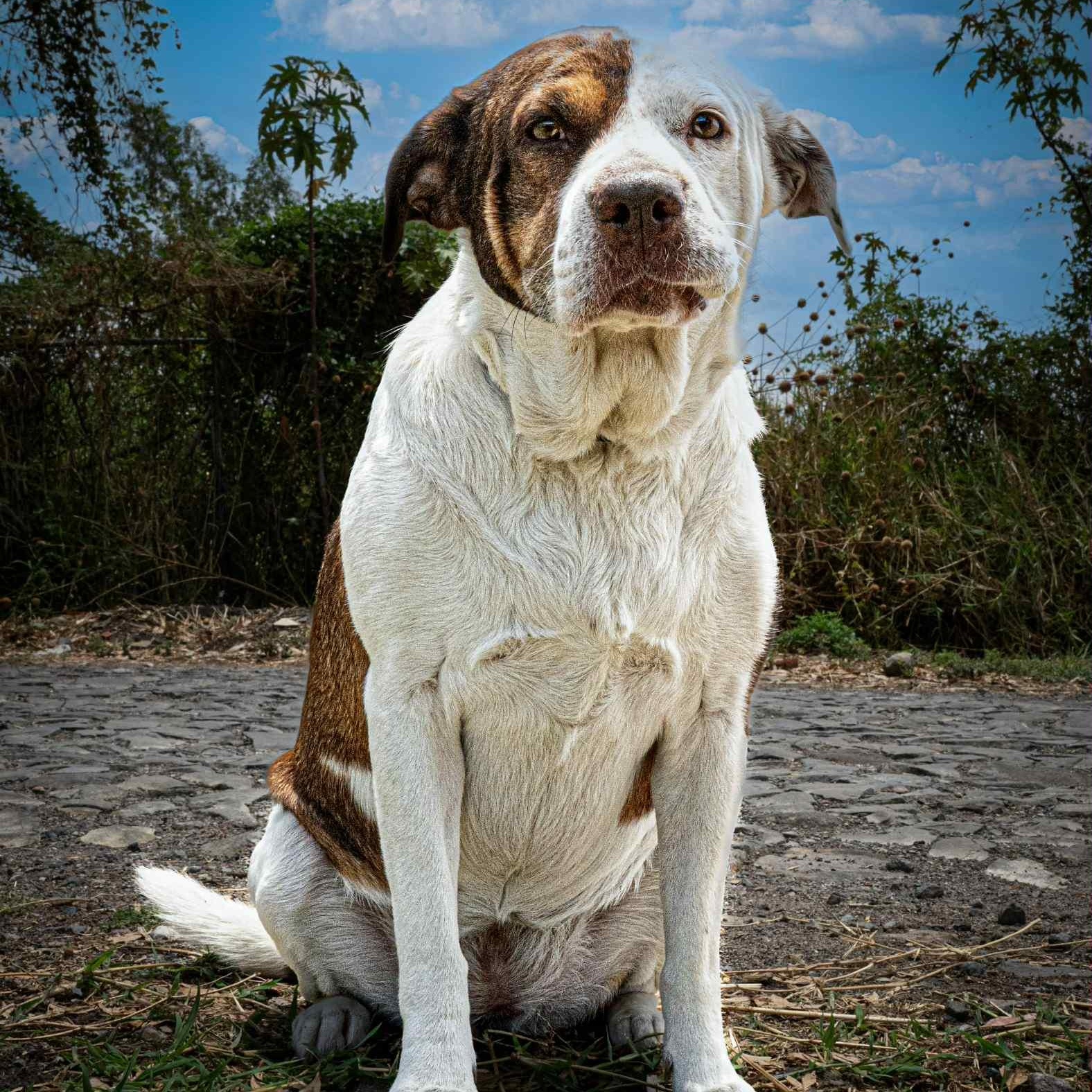 Maple, an adoptable Shepherd in Bend, OR, 97701 | Photo Image 3
