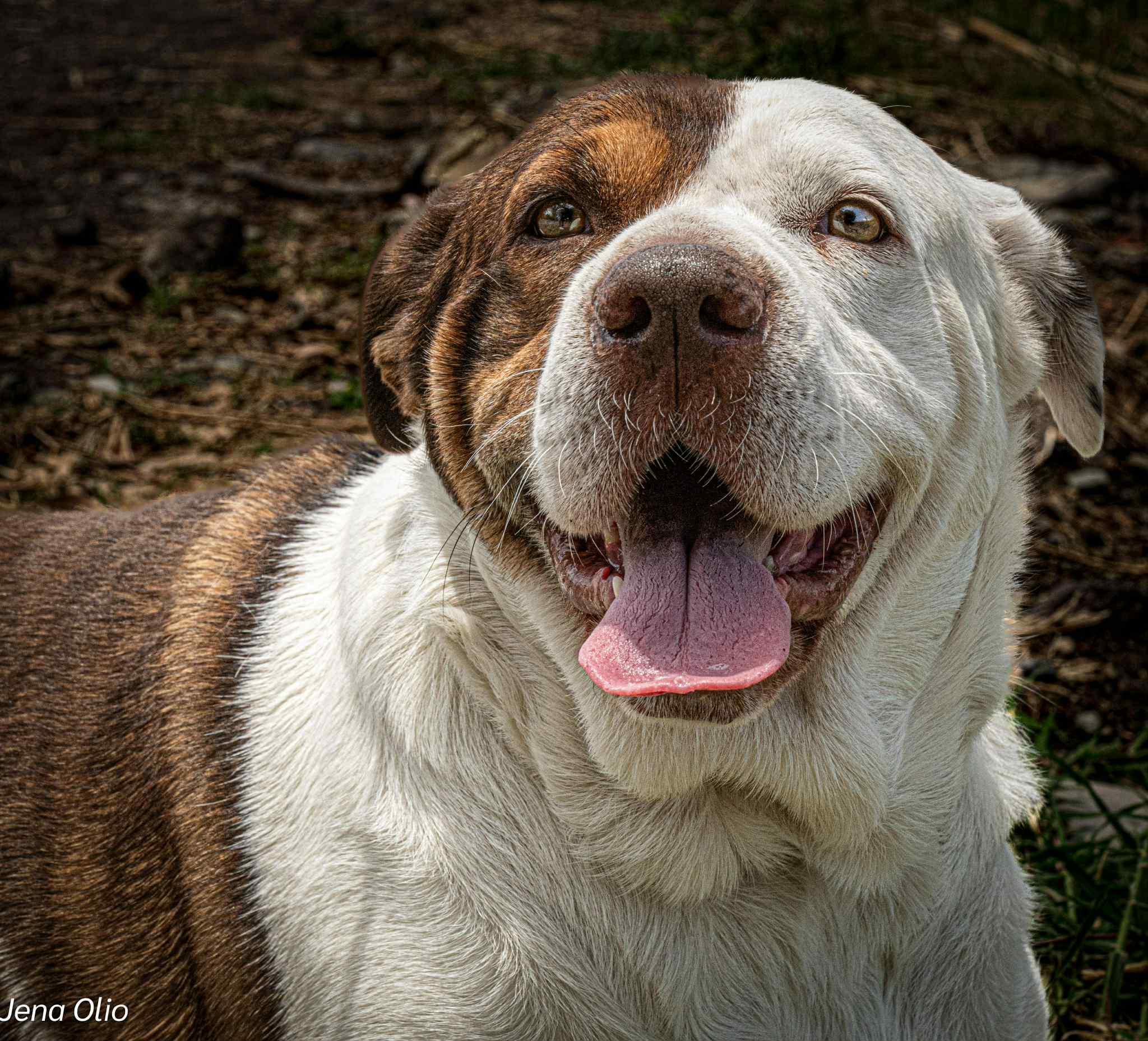 Maple, an adoptable Shepherd in Bend, OR, 97701 | Photo Image 6