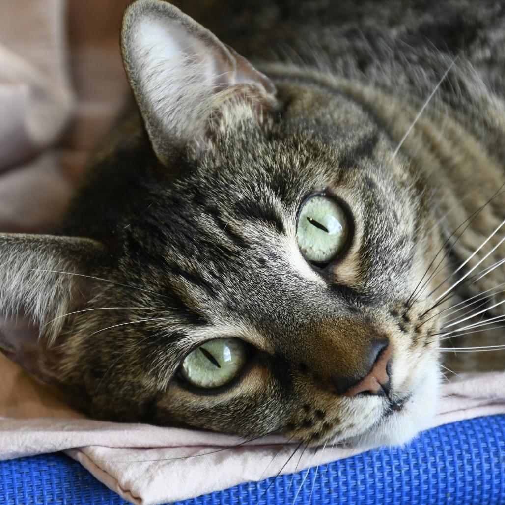 Snitty, Adoptable, Adult Female Domestic Short Hair.