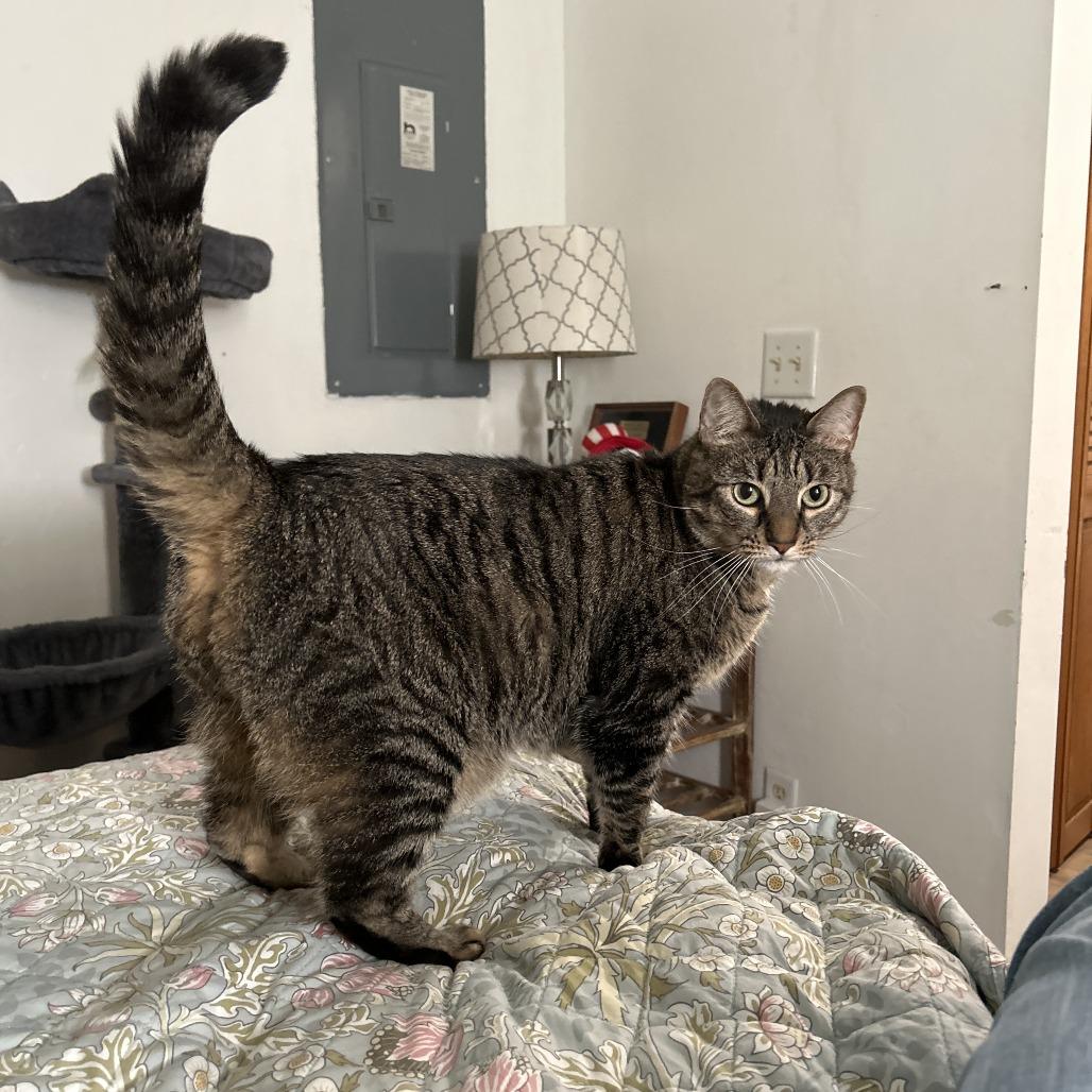 Snitty, a Adoptable Domestic Short Hair in West Palm Beach, FL image 2/4