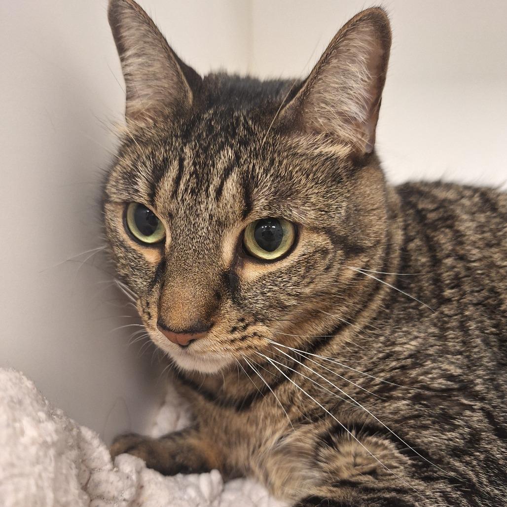 Snitty, a Adoptable Domestic Short Hair in West Palm Beach, FL image 3/4