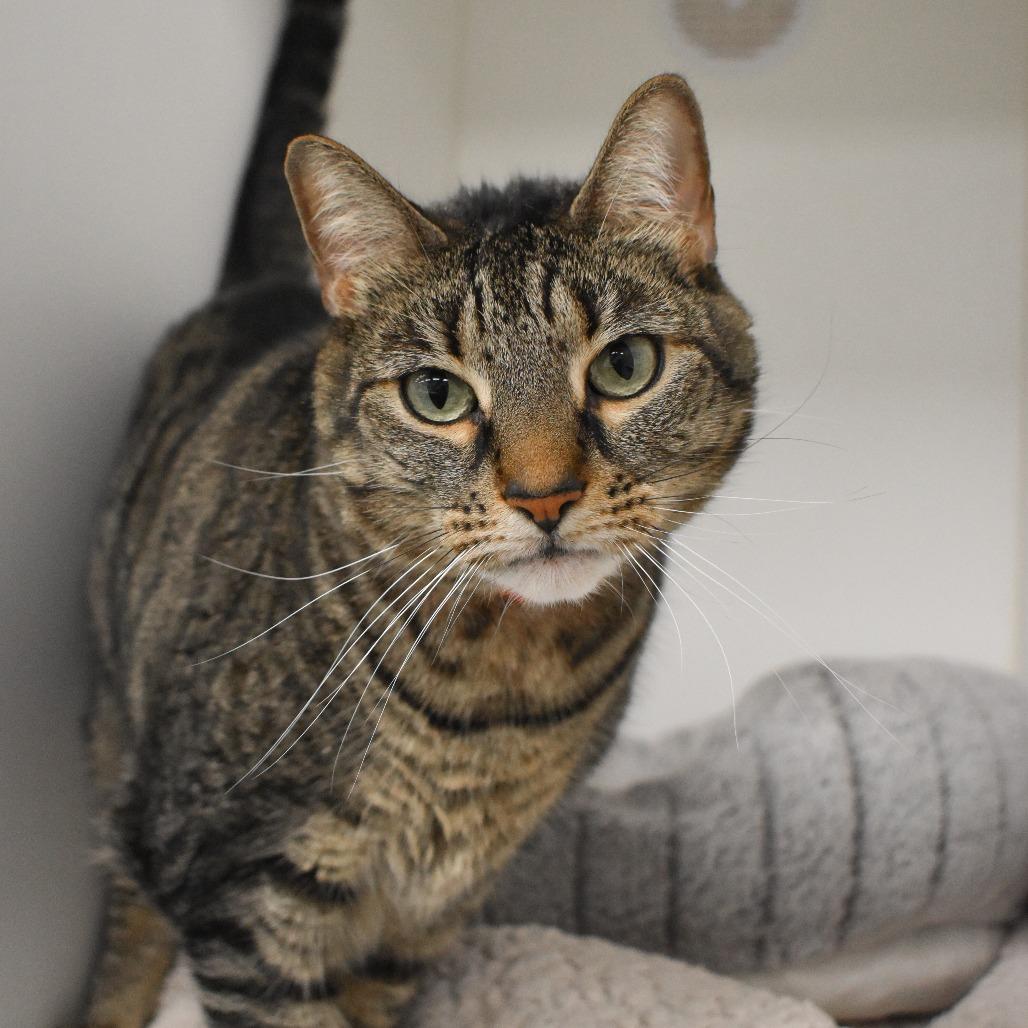 Snitty, a Adoptable Domestic Short Hair in West Palm Beach, FL image 4/4