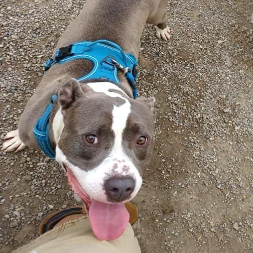 THOR- Needs a foster/forever home!