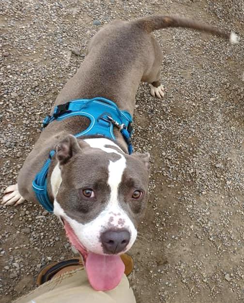 THOR- Needs a foster/forever home!, an adoptable Terrier in Birmingham, MI, 48012 | Photo Image 5