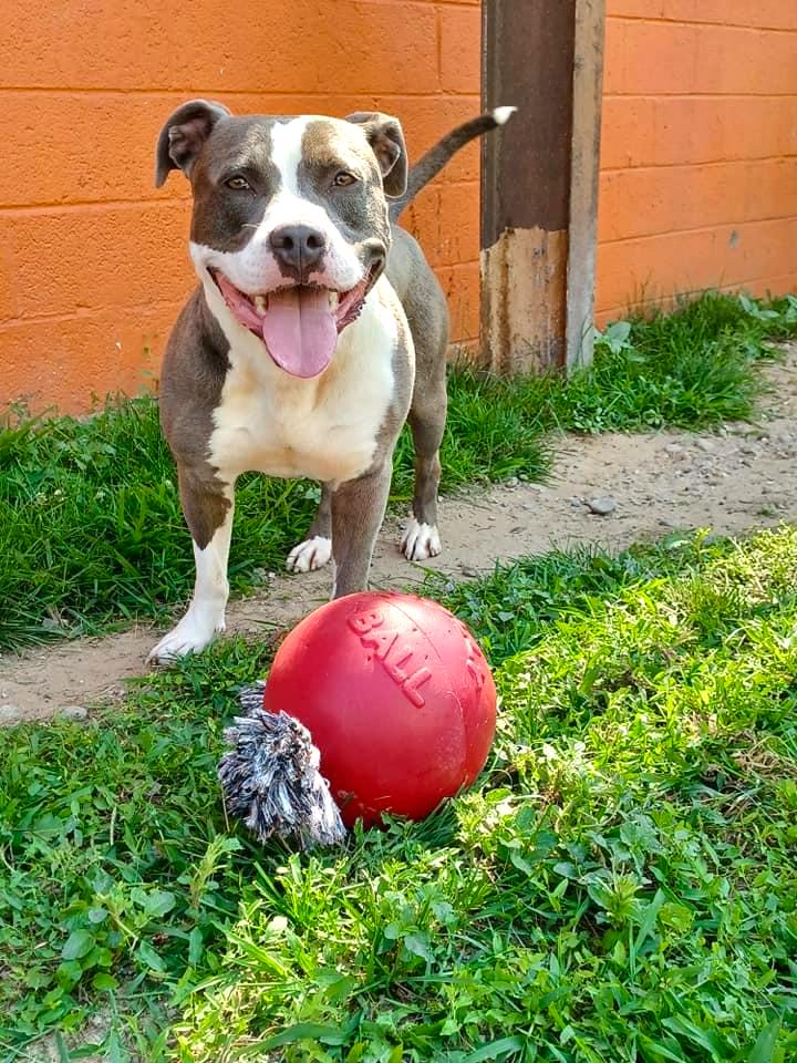 THOR- Needs a foster/forever home!, an adoptable Terrier in Birmingham, MI, 48012 | Photo Image 1