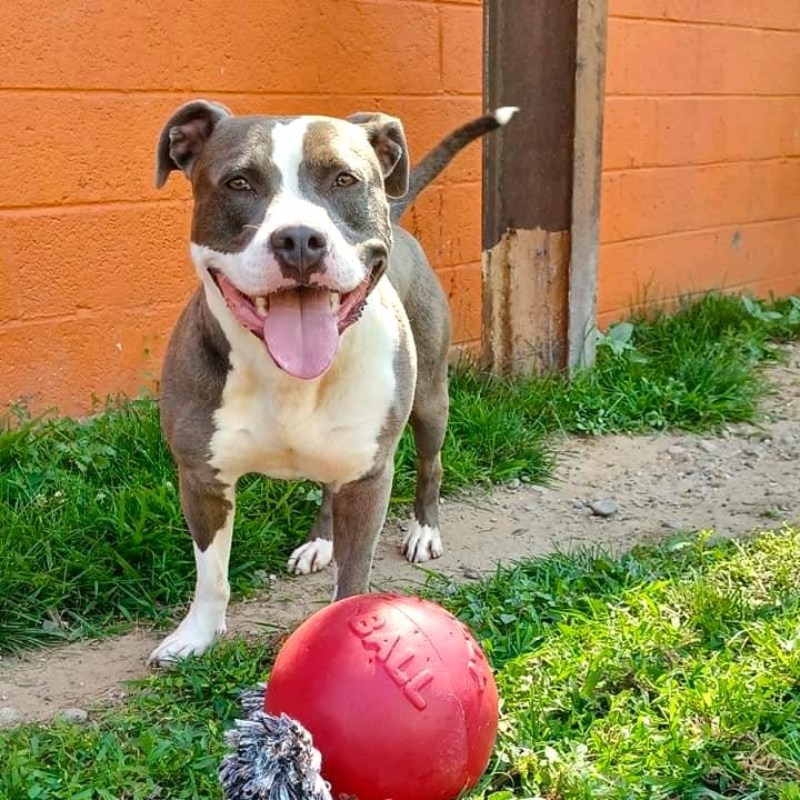 THOR- Needs a foster/forever home!, a Adoptable Terrier in Birmingham, MI image 2/6