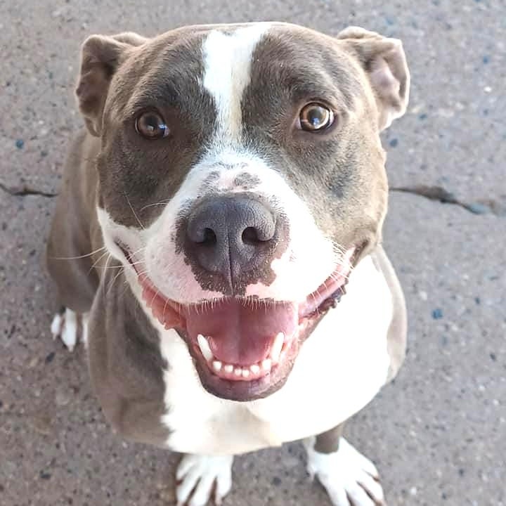 THOR- Needs a foster/forever home! — thumbnail 3