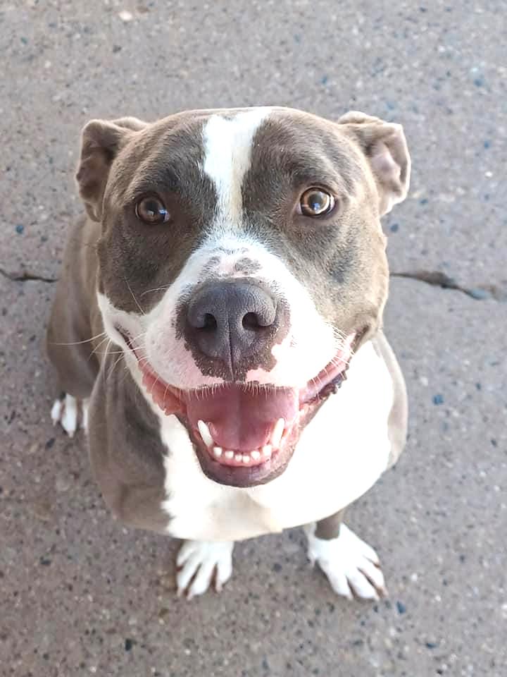 THOR- Needs a foster/forever home!, an adoptable Terrier in Birmingham, MI, 48012 | Photo Image 2