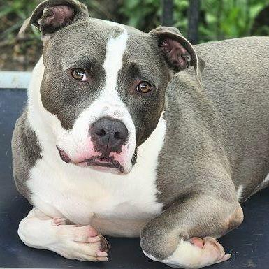 THOR- Needs a foster/forever home!, an adoptable Terrier in Birmingham, MI, 48012 | Photo Image 6