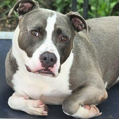 THOR- Needs a foster/forever home!, a Adoptable Terrier in Birmingham, MI image 1/6