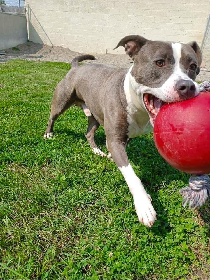 THOR- Needs a foster/forever home!, an adoptable Terrier in Birmingham, MI, 48012 | Photo Image 3