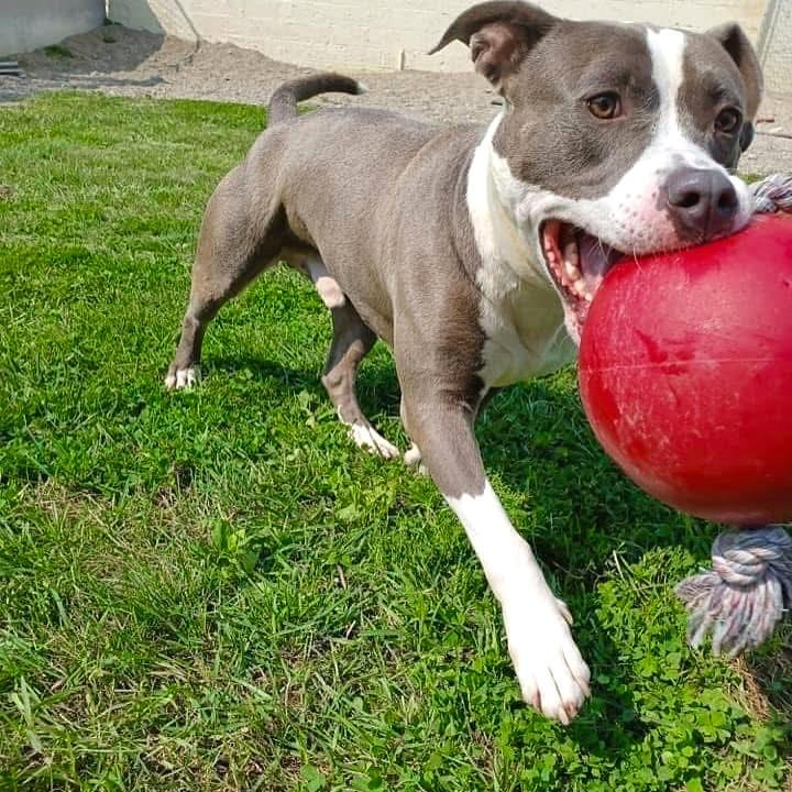 THOR- Needs a foster/forever home!, a Adoptable Terrier in Birmingham, MI image 4/6