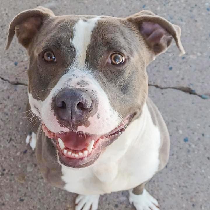 THOR- Needs a foster/forever home! — thumbnail 6