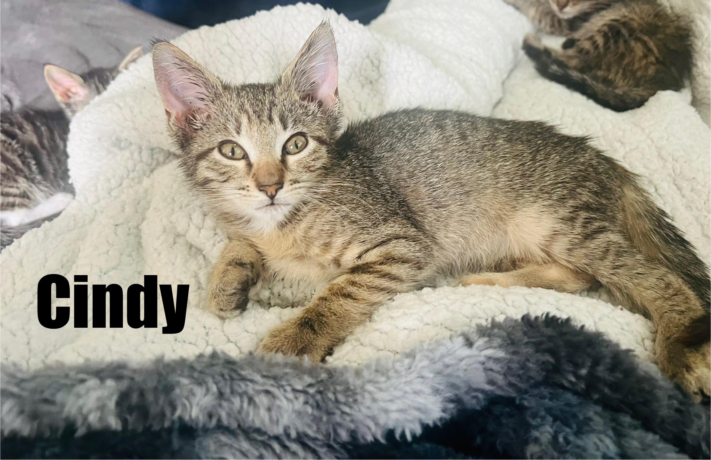 Cindy, Baby Female Domestic Short Hair