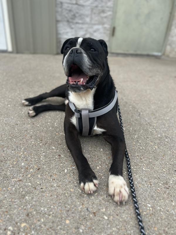 Enlarge Cedric, a Adoptable mixed breed in Osage Beach, MO image 1/3