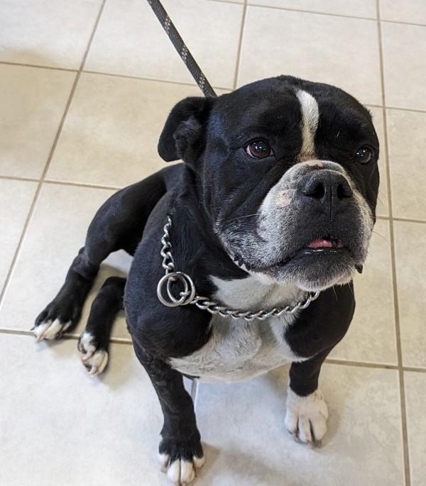 Cedric, Adoptable, Senior Male English Bulldog.