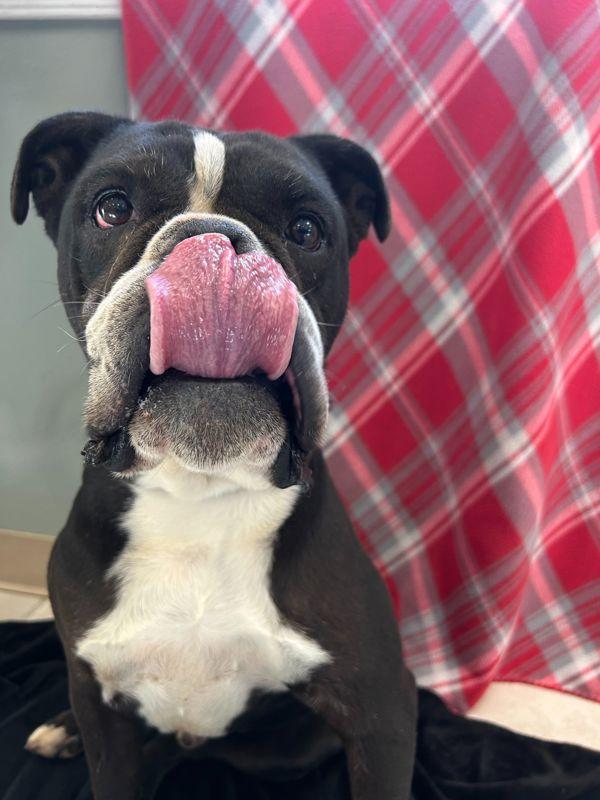 Enlarge Cedric, a Adoptable mixed breed in Osage Beach, MO image 3/3