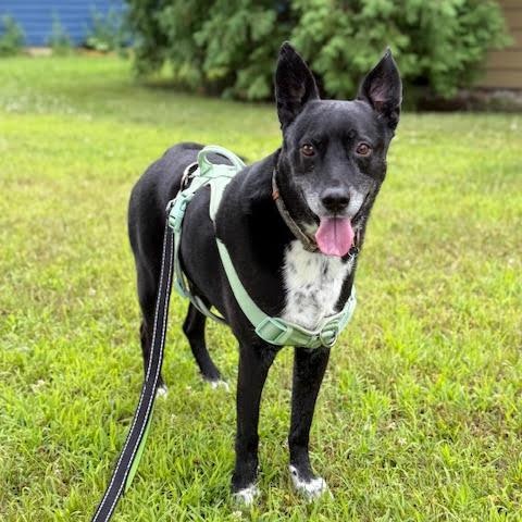 Atticus, an adoptable Border Collie, Cattle Dog in Monticello, MN, 55362 | Photo Image 1