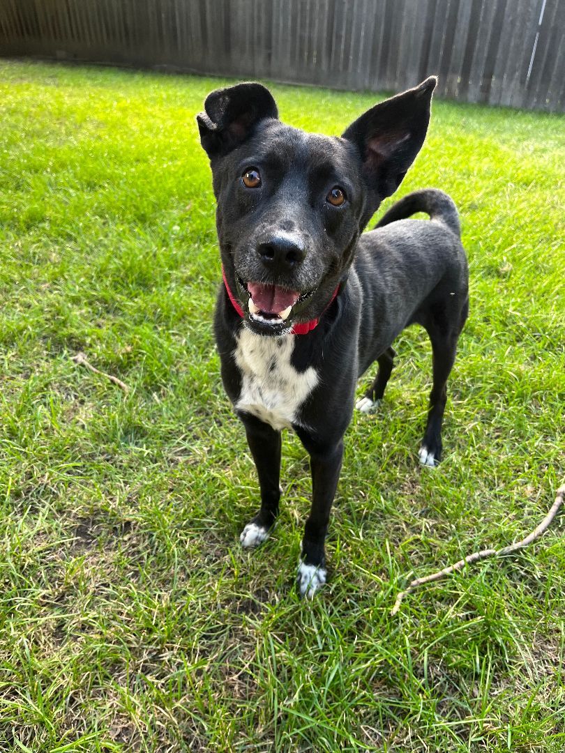 Atticus, Adoptable, Adult Male Border Collie & Cattle Dog.