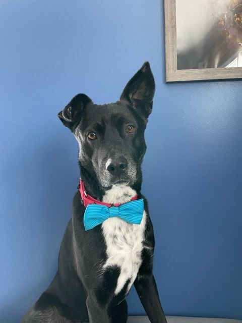 Atticus, a Adoptable mixed breed in Monticello, MN image 3/6