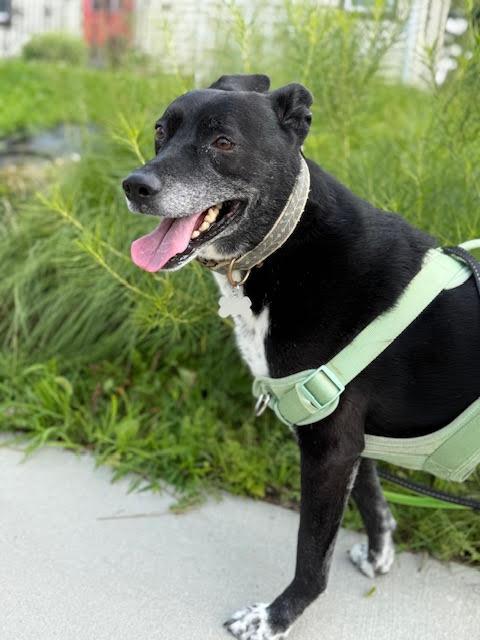 Atticus, an adoptable Border Collie, Cattle Dog in Monticello, MN, 55362 | Photo Image 4