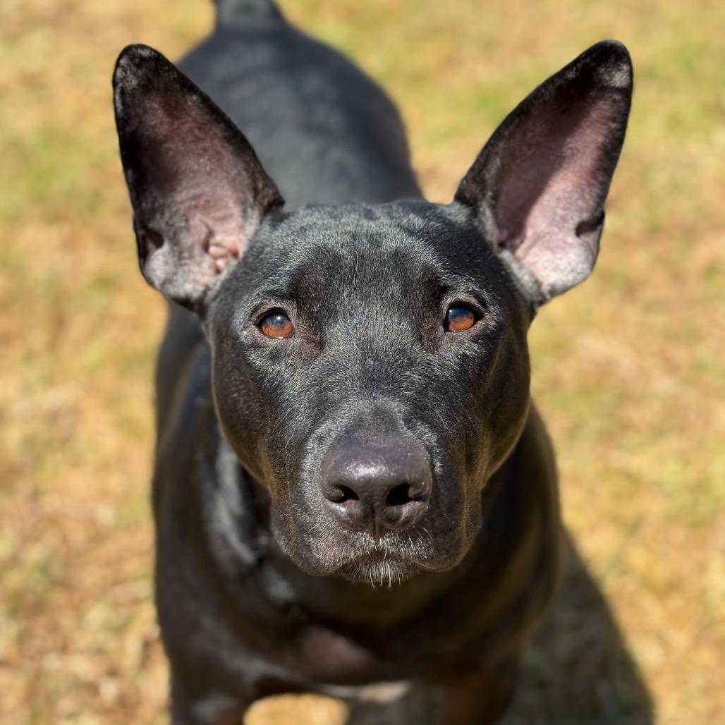 Enlarge Toad, a Adoptable mixed breed in Santa Barbara, CA image 2/6