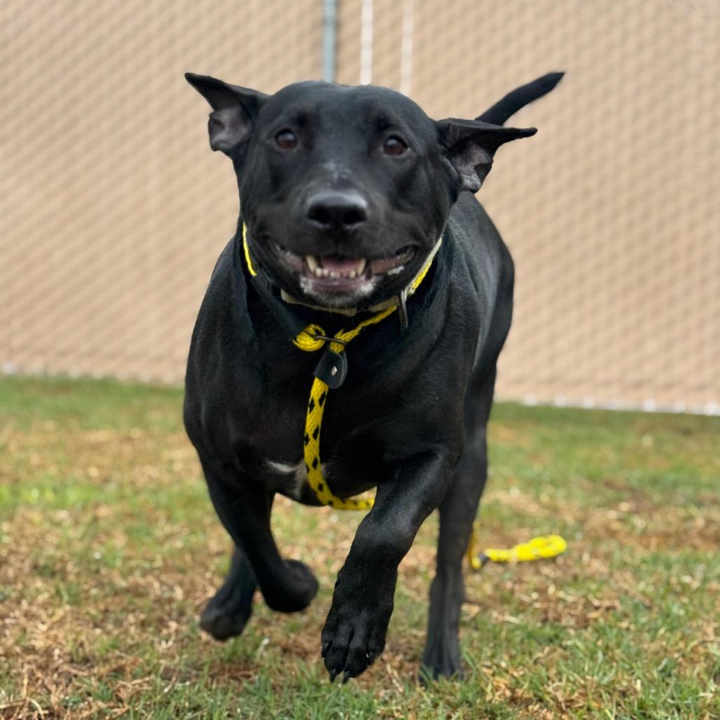 Enlarge Toad, a Adoptable mixed breed in Santa Barbara, CA image 3/6