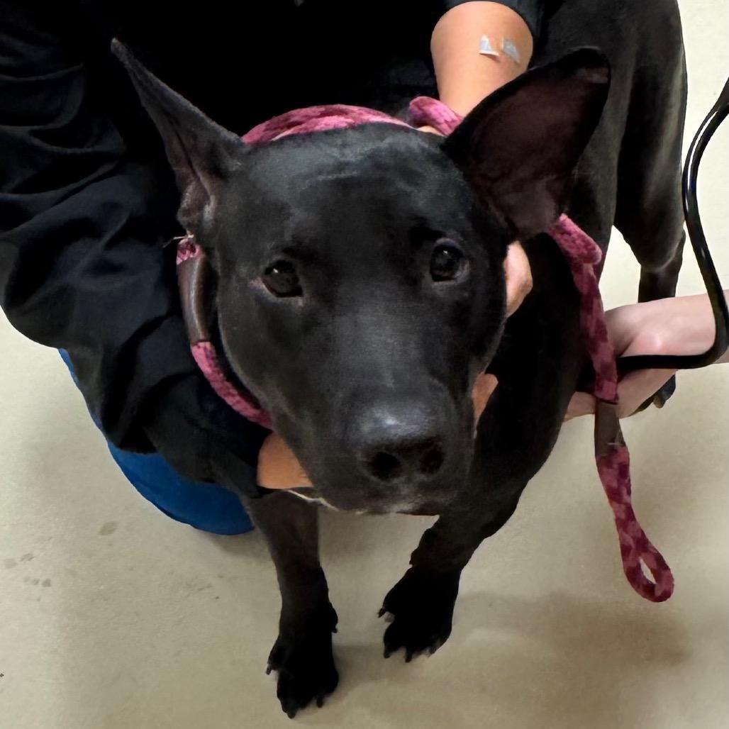 Enlarge Toad, a Adoptable mixed breed in Santa Barbara, CA image 4/6